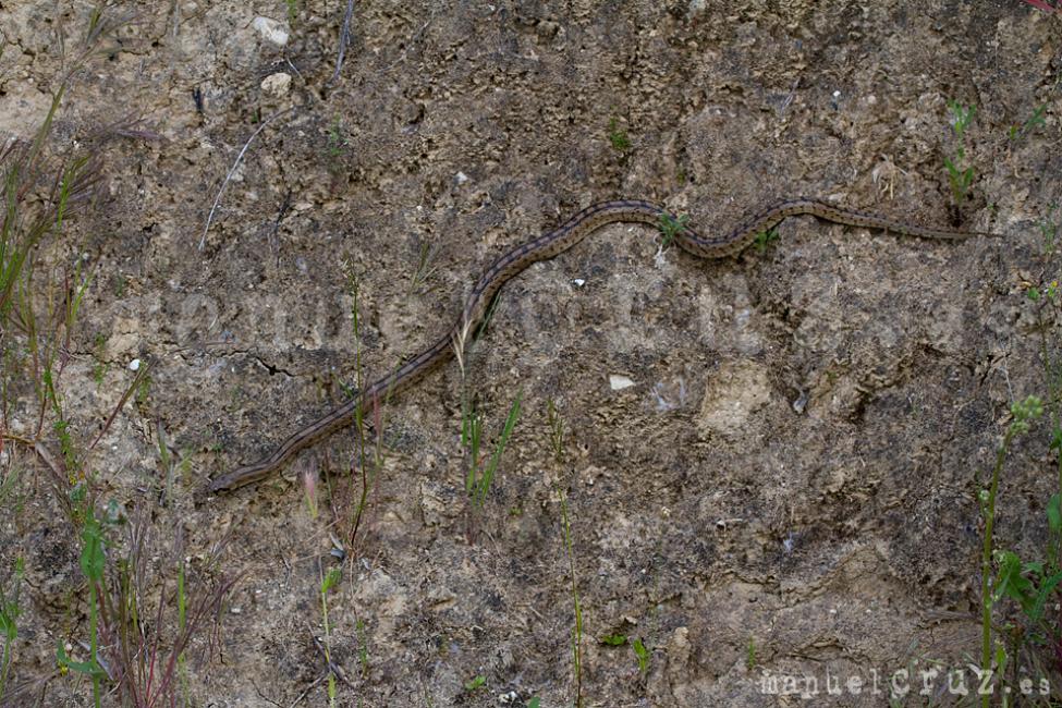 Culebra de escalera (Rhinechis scalaris)